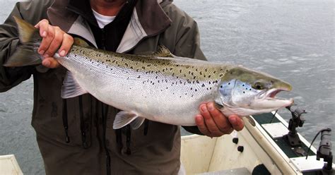 Kuvatulokset haulle salmon