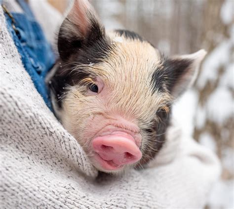 Ginger Bee Farm Kune Kunes | Kune Kune pigs and piglets in New England