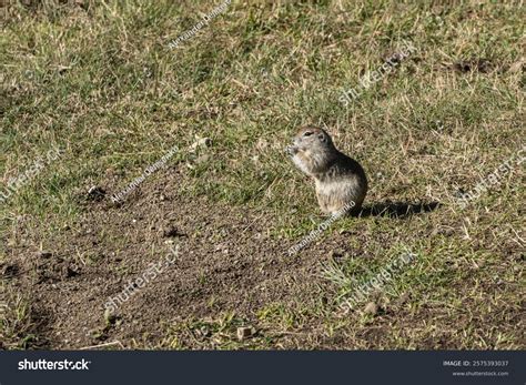 Gopher Latin Spermophilus Genus Rodents Squirrel Stock Photo 2575393037 | Shutterstock