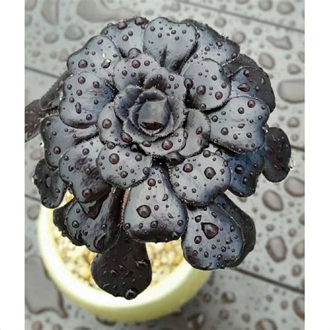 How Often Do You Need To Water Your Succulents?