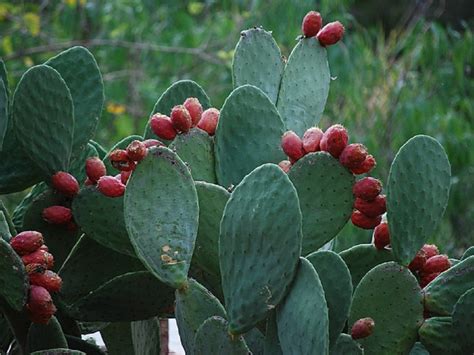 Cactus Spreading Fast in an Unexpectedly in Alps Region - दुनिया के ...
