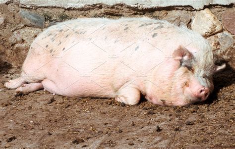 BP:: Big Pig – The Hog of The Forsaken | Janice Tanton :: Full Time ...