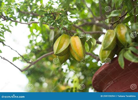Green Carambola Fruit Known As Star Fruit Growing on a Branch in ...