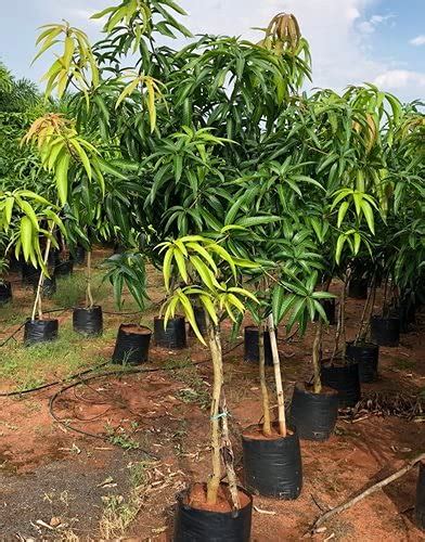 PlantaZee Mango Tree (Badami, Grafted) - Live Seasonal Fruit Plant ...