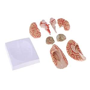 Lucky Traders New Disassembled Anatomical Human Brain Model Anatomy ...
