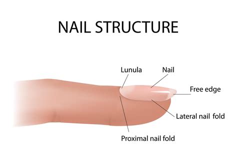 Structure and diagram of the nail. Cross-section and anatomy of nails ...