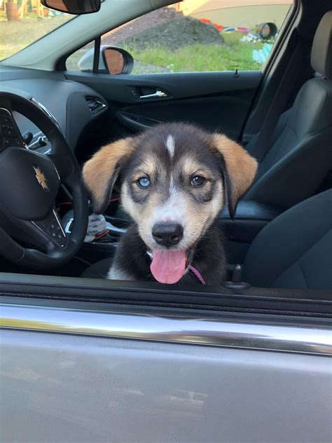 Meet Jazzy Belle! She's a 10 week Husky/Golden Retriever mix! : r ...