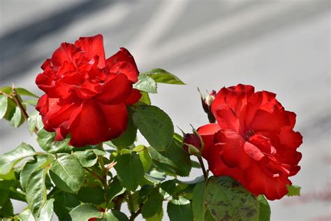 Image result for Red Program Code