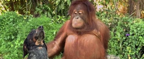 Image result for Android Tutorial Commercial Animals