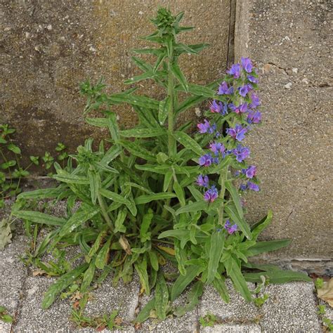 Echium vulgare (viper's bugloss)