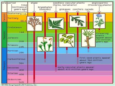 Evolution of plants through different geological time scale | PPTX