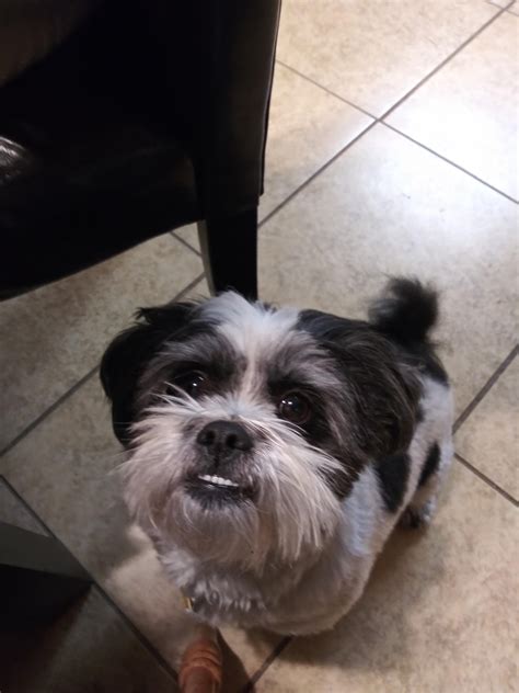 What Does It Mean If A Dog Has An Underbite