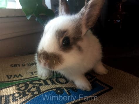 Rabbits for Sale in GA Georgia. Georgia Rabbit Breeders.