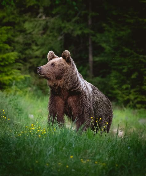 Carpathian brown bear last summer in the mountains of Romania : r/bears