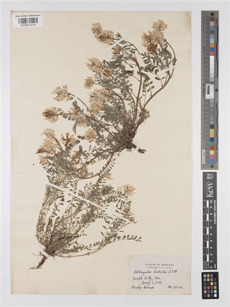 Astragalus distortus Torr. & A.Gray | Plants of the World Online | Kew ...