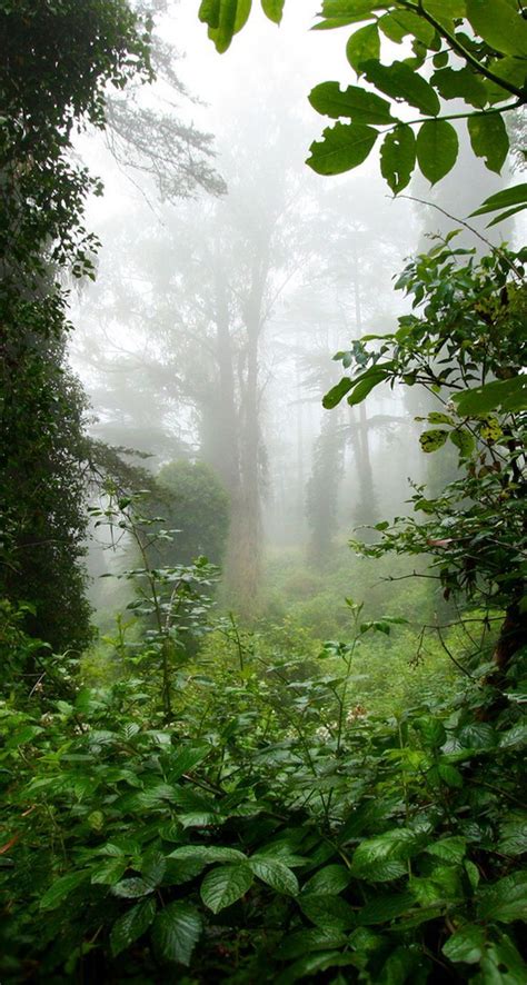 Green Environment 的图像结果