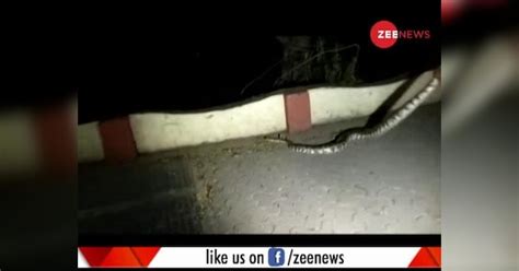 12 foot long python found in Mumbai's Bandra Kurla complex | मुंबई ...