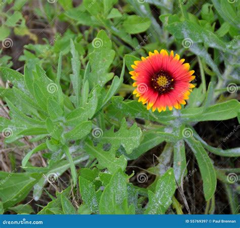 Indian Blanket Flower Plant Stock Image - Image of leafy, inflorescence ...