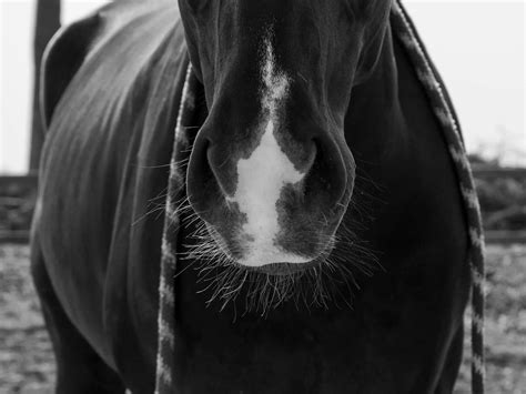 Horses with Snip Face Markings - The Equinest