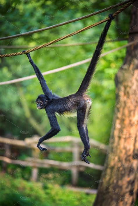Geoffroy's spider monkey on a rope containing geoffroys, spider monkey ...