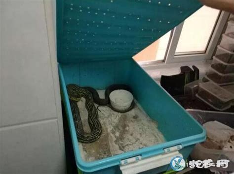 福州小伙家藏27条蛇和蜥蜴！ 警察入户检查都看呆了！_毒蛇新闻_毒蛇网