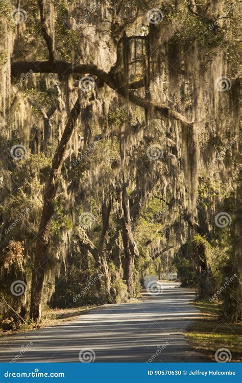 Moss Draped Trees at Harris Neck National Wildlife Refuge, Georgia ...