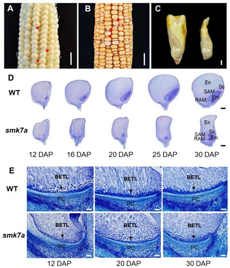 Characterization and Transcriptome Analysis of Maize Small-Kernel ...