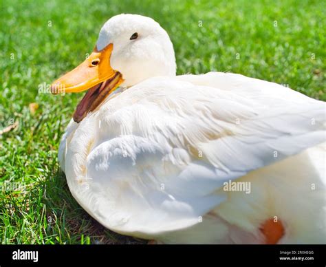 Grimaud duck hi-res stock photography and images - Alamy