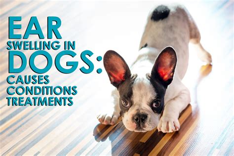 Can Ear Mites Cause Hematoma In Dog