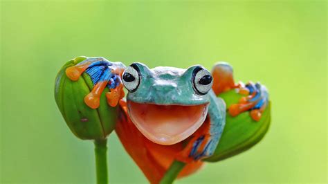 Download Cute Frog Pictures | Wallpapers.com