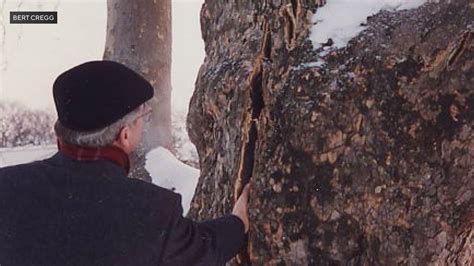 Exploding Tree Cold 的图像结果