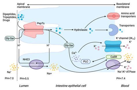 Molecular Insights to the Structure-Interaction Relationships of Human ...