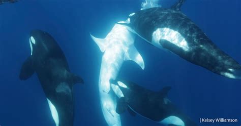 Watch: How Killer Whales Hunt the Largest Fish in the Sea