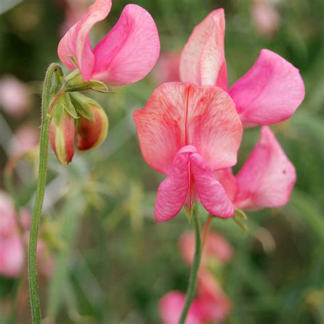 Annual Lathyrus Odoratus Old Spice Miss Wilmott Sweet Peas Plant Seeds