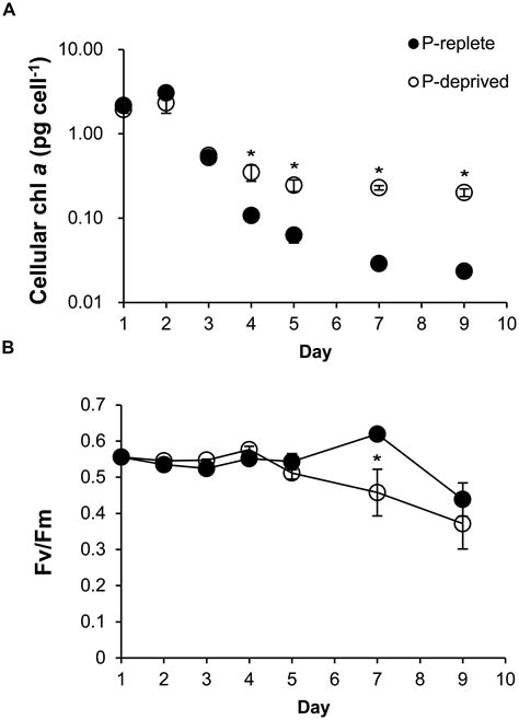 Frontiers | Phosphorus Deficiency Inhibits Cell Division But Not Growth ...