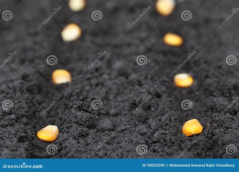 Planting green corn seeds stock photo. Image of hand - 50052290