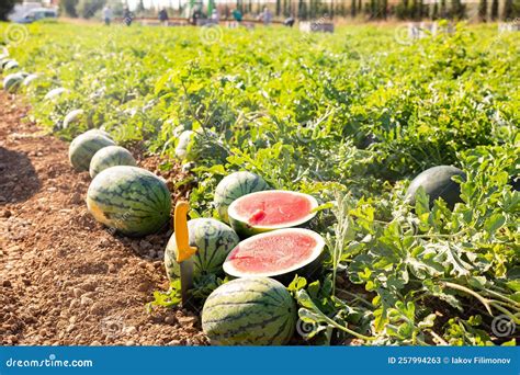 Harvested Red Watermelons on Vegetable Field. Watermelon Half on Ground ...