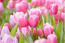 significato fiori tulipani qual 232 il significato tulipano floraqueen italia significato fiori tulipani qual 232 il significato tulipano floraqueen italia