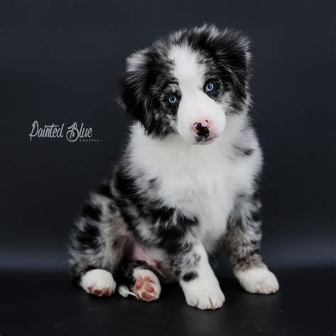 Blue Merle Australian Shepherd Puppies With Blue Eyes