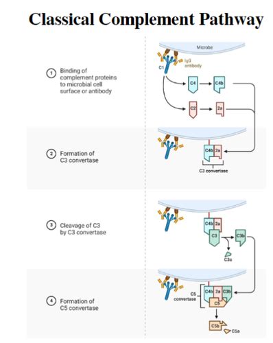 Image result for Complement Cascade Model