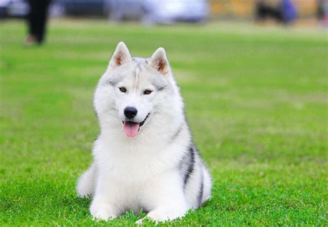 All White Siberian Husky