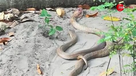 Watch Breaking News nag nagin mating video between forest to farmer ...