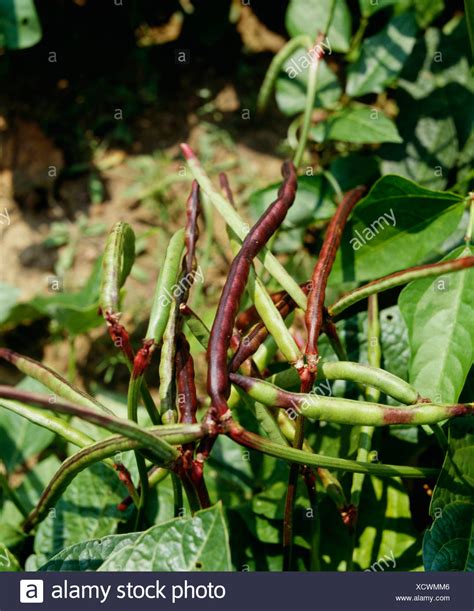 Black Eyed Pea Plant High Resolution Stock Photography and Images - Alamy