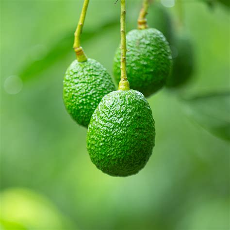 BRAVOCADO INDIA