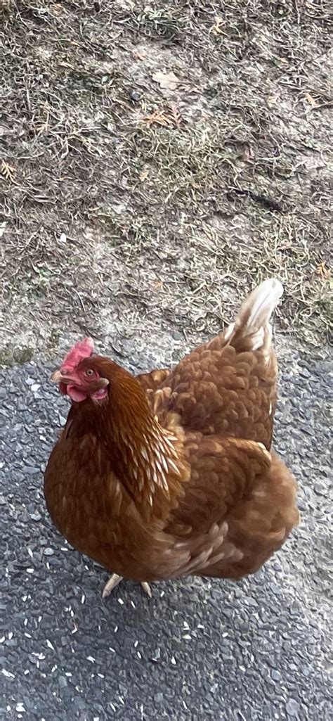My chicken is limping. : r/chickens