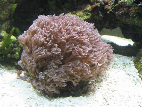 was für eine Röhrenkoralle ist das? - Korallen - Meerwasserforum