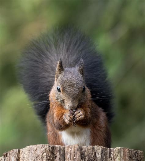 Squirrel Rodent Foraging - Free photo on Pixabay
