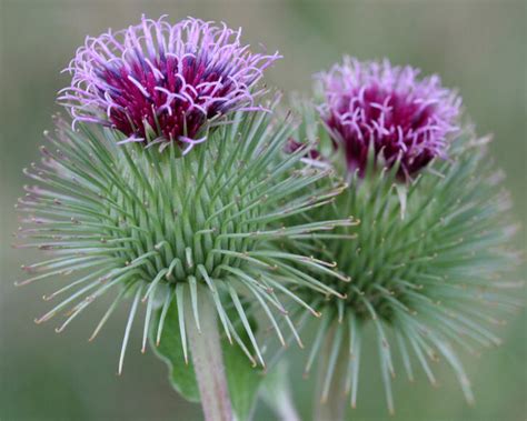 Bildergebnis für klette heilpflanze