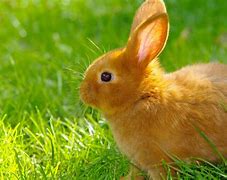 Image result for Bunny Rabbits On Wall