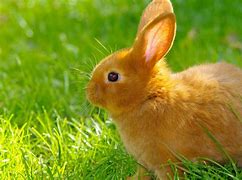 Image result for HD Image of Baby Bunny